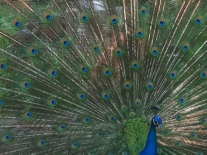 3-jähriger Pfau