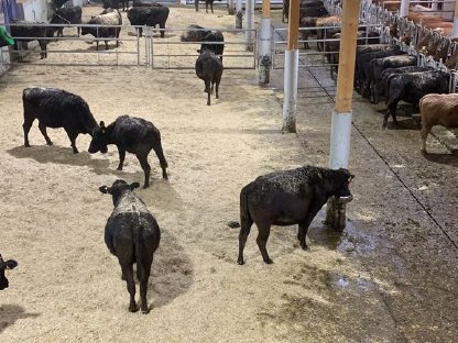 Wagyu-Rinder aus artgerechter, silofreier Haltung
