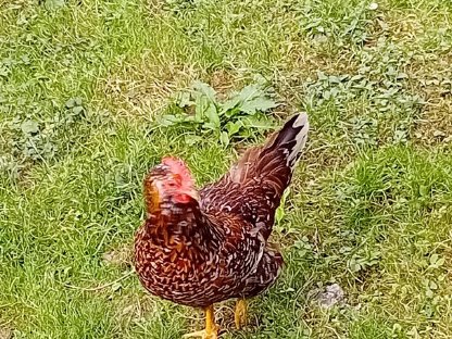 Bild 8:Bruteier - Lavender Araucaner, Seidenhühner, Blumenhühner