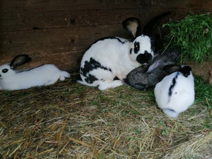 Bild 3:Kaninchen/Hasen