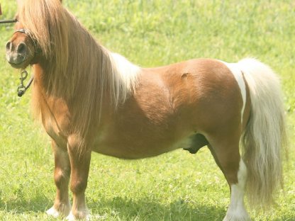 Bild 3:Minipferd (80 cm), 18-jähriger Wallach