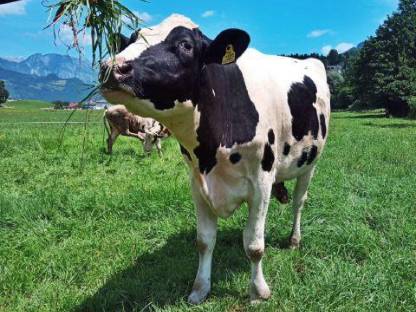 Bild 2:Trächtige Holstein Kalbin