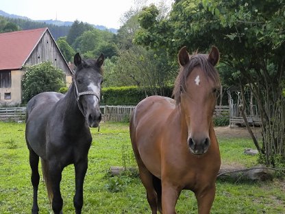 Veredelter Cob Rotfuchshengst