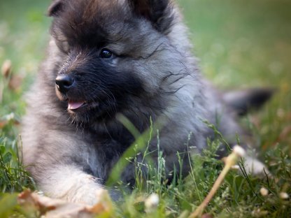 Bild 6:Wolfsspitz-Welpen, reinrassig, FCI Papiere, Abgabe Ende Juli
