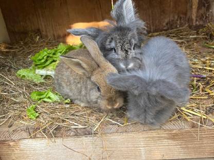 Kaninchen