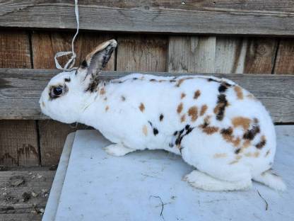 Bild 3:Rex Kaninchen Rammler