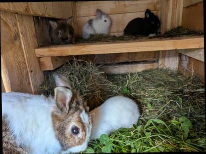 Bild 9:Zwergkaninchen in allen Farben ganzjährig zu vergeben