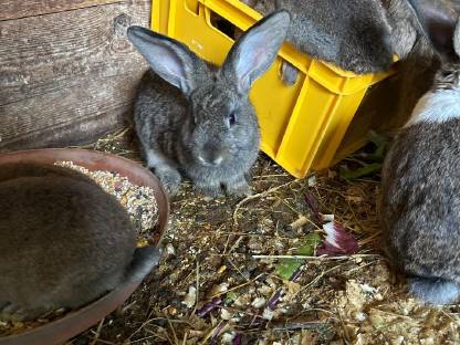 Bild 2:Kaninchen