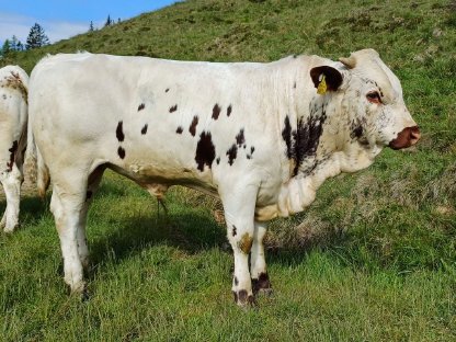 Bio Pustertaler Sprinzen Stier