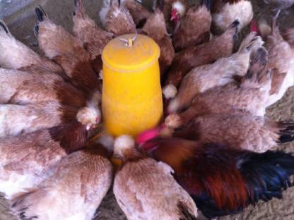 Bild 5:Sulmtaler Hühner, Hähne, Küken, Bruteier