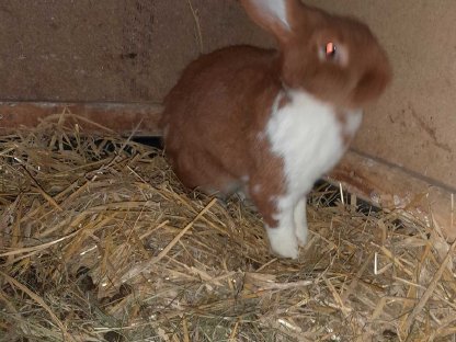 Bild 9:Jungtiere, Häsinnen, Rammler