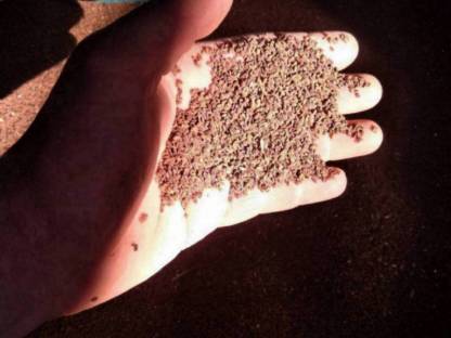 Bild 2:Phacelia Sorte Balo