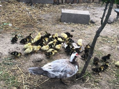 Bild 3:Babyenten aus Naturbrut