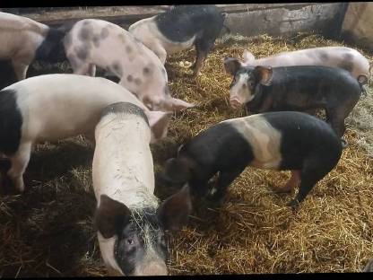 Bild 2:Ferkel mit ca. 30 kg