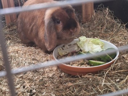 Bild 2:Hasenweibchen - dringende Suche für neue Zuhause