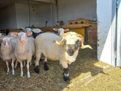 Bild 3:Walliser Schwarznasenschafe