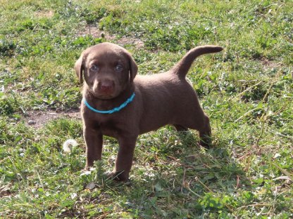 Labrador-Welpen reinrassig mit Ahnentafel - Grau und Braun
