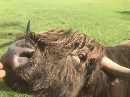 Bild 3:VERKAUFT! Hochlandrind-Zuchtstier, BIO