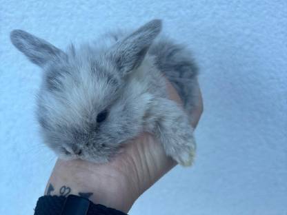 Junge Mini Lop Hasen zu verkaufen