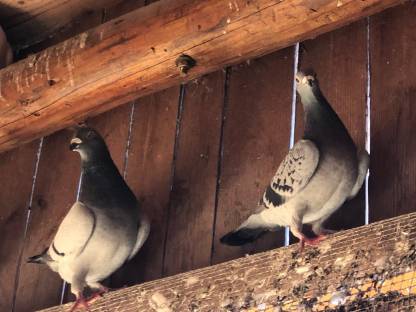 Bild 3:Brieftauben in verschiedenen Farben