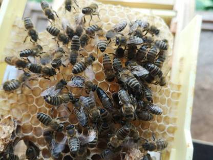 Bio- Bienen Volk, Bienenvölker, Carnica, Ableger