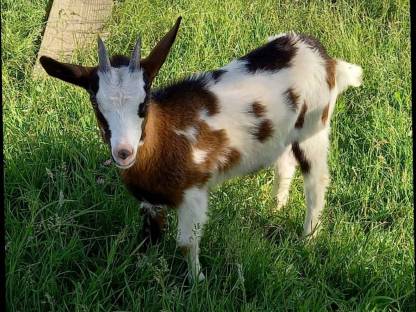 Bild 2:Tauernschecken Kitze Bio