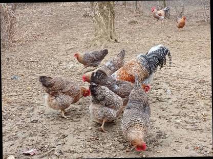 Bild 2:Bruteier: Vorwerk, Bielefelder, Altsteirer