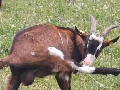 Reinrassiger tauernschecken bock