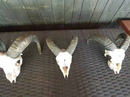 Hörner von Soay (Wildschafe) zu verkaufen