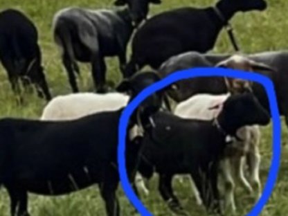 Jura schaf bock