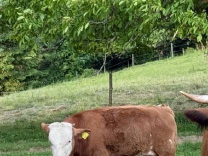 Stierkalb