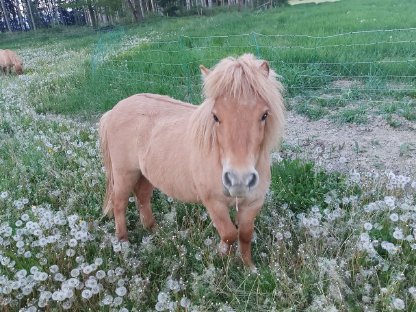 Shettland Pony