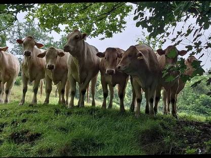 Bild 3:Blonde d'Aquitaine Zuchtkalbinnen belegfähig