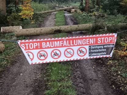 Bild 6:Forstdienstleistungen, Forstarbeiten (Baumfällung), Durchforstung