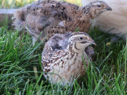 Bild 6:Wachtel Bruteier