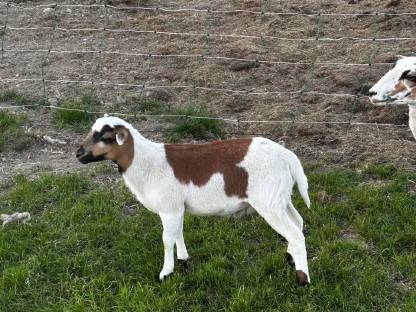 Kamerunbock mit kleinen Hörnern (genetisch)