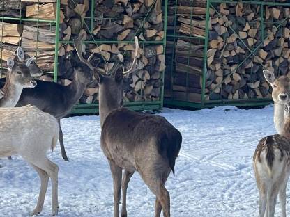 Bild 4:Bio-Damwild Schaufler