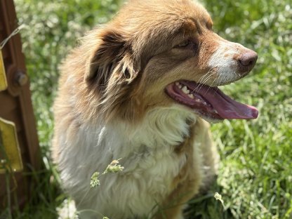 Australian Shepherd