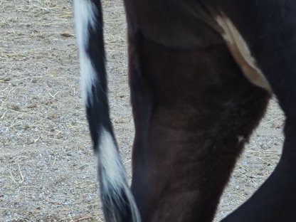 Bild 3:Kalbin JE x ND 15 Monate