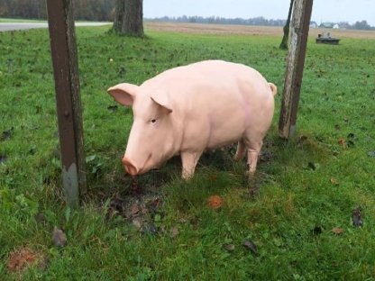 Suche Bio oder UM - Ware Futtergetreide