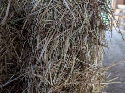 Bild 3:Bio Heu Pferdeheu