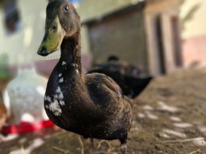 Bild 8:Enten zu vergeben