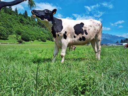 Bild 3:Trächtige Holstein Kalbin