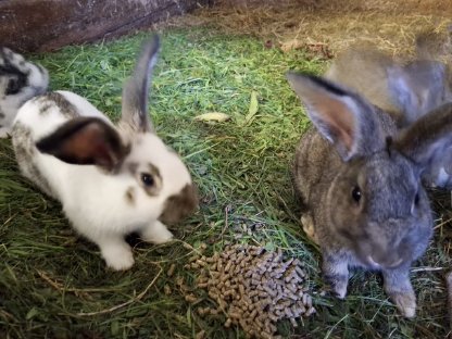 Bild 7:Kaninchen, Fleischhasen/Schlachthasen