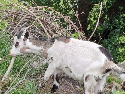 Bild 3:2 Ziegenböcke abzugeben und eventuell 1 Ziege