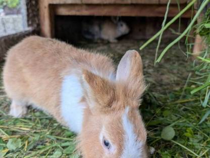 Bild 3:Löwenkopf Zwergkaninchen - Rammler