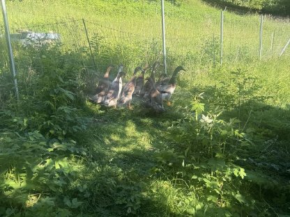 Geflügel, Enten