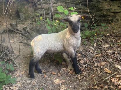 Shropshire Schafbock