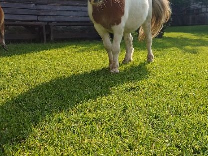 Minipony Wallach 5 Jahre