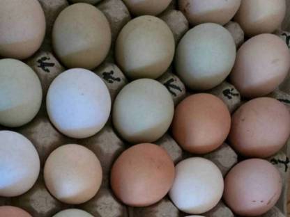 Bild 2:Bruteier oder Küken